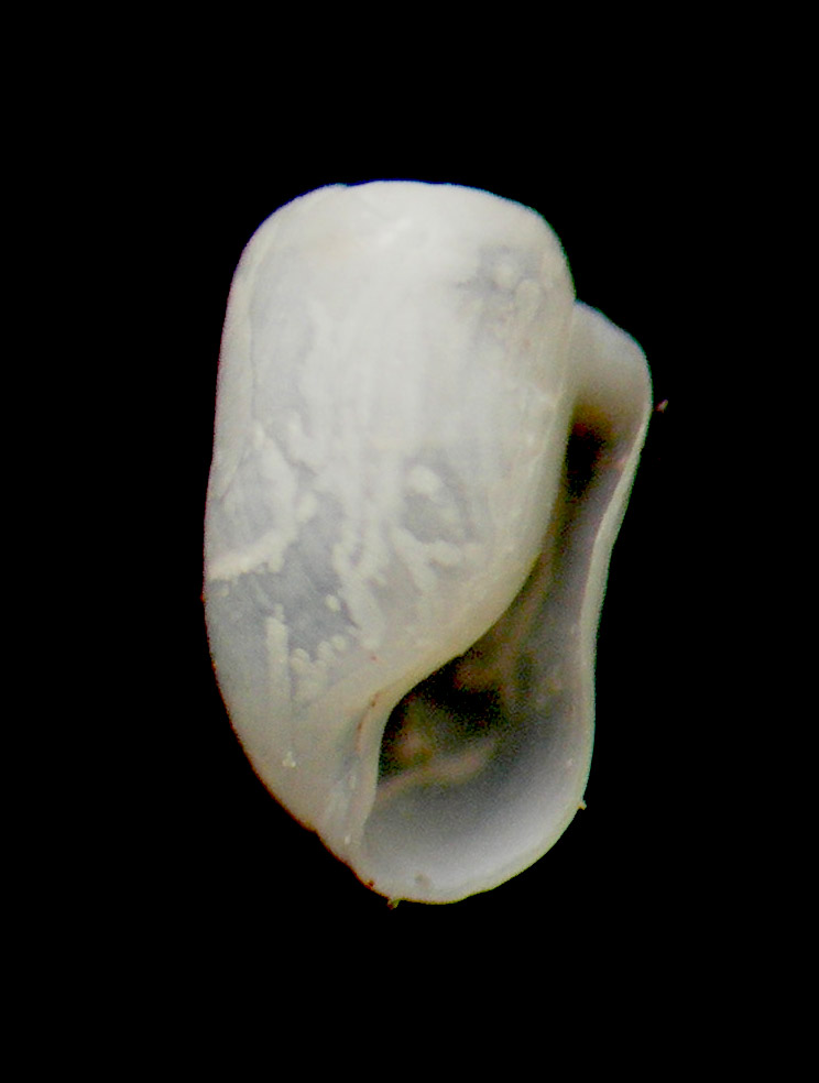 Retusa minutissima